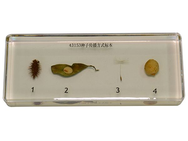 植物种子传播方式标本