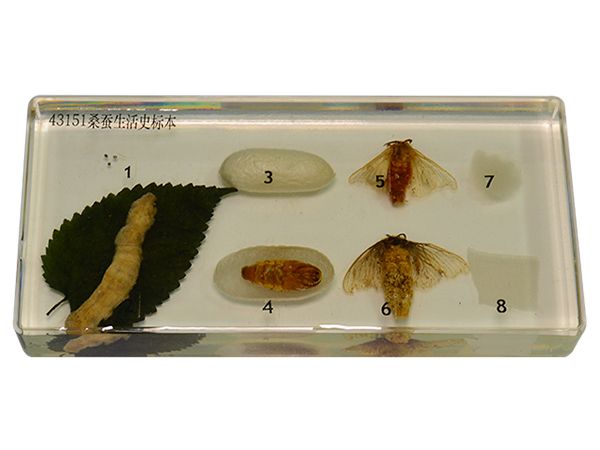 桑蚕生活史标本