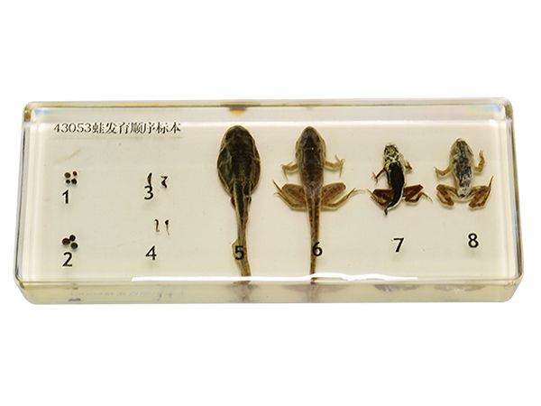 蛙发育顺序标本